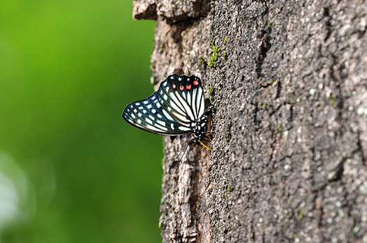 zaki-20150720-akaboshigomadara-2.jpg