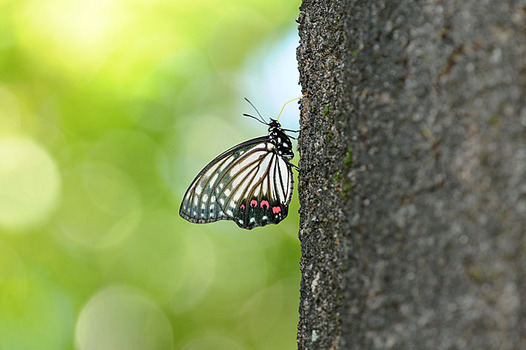 zaki-20150721-akaboshigomadara.jpg