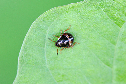 zaki-20150722-chabaneaokamemushi-nirei-yochyu.jpg