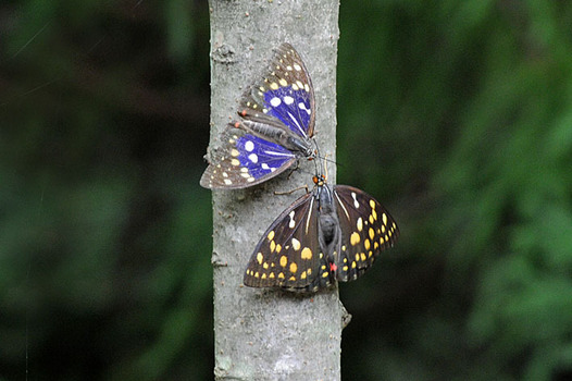 zaki-20150724-oomurasaki.jpg