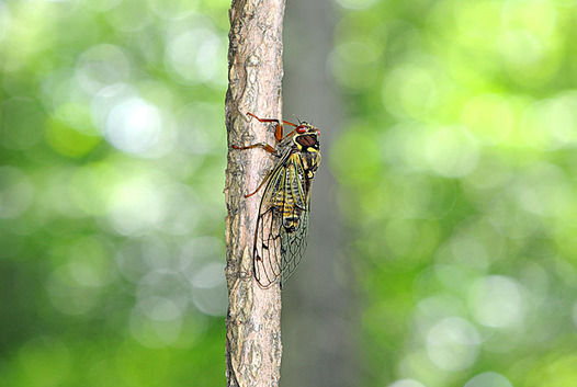 zaki-20150725-koezozemi.jpg