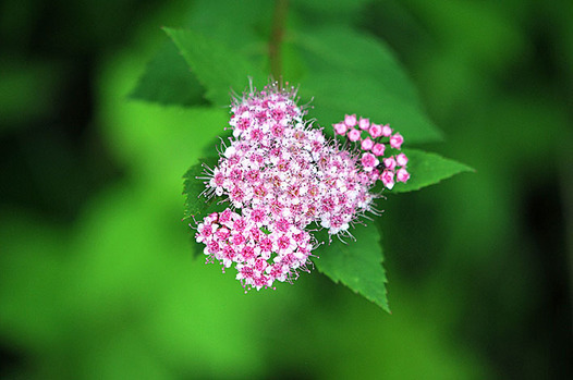 zaki-20150725-shimotsuke.jpg