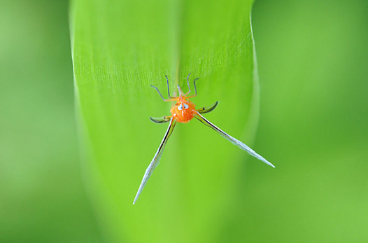 zaki-20150729-akahanenagaunka.jpg