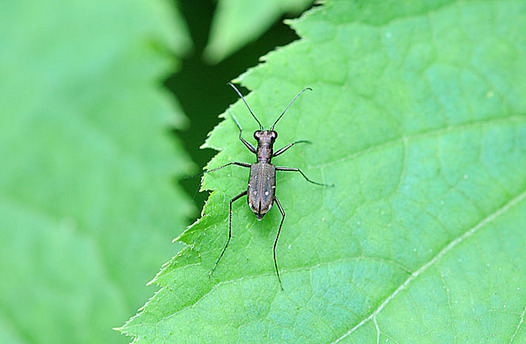 zaki-20150802-tokyohimehanmyo.jpg