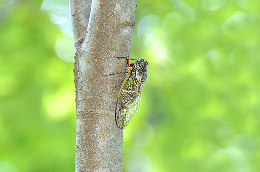 zaki-20150803-kumazemi.jpg