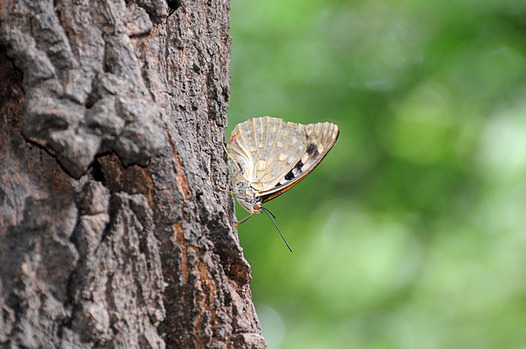 zaki-20150804-oomurasaki-mesu.jpg