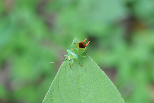 zaki-20150809-hasamitsunokamemushi.jpg