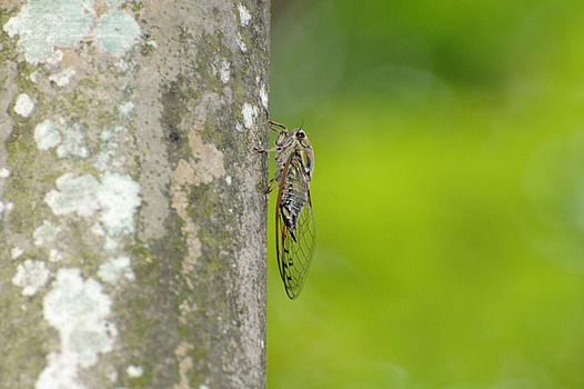 zaki-20150810-tsukutsukuboshi.jpg