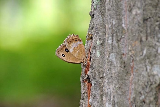 zaki-20150813-janomecho.jpg