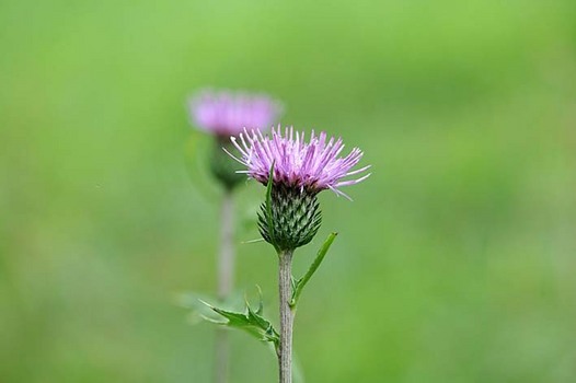 zaki-20150813-noharaazami.jpg