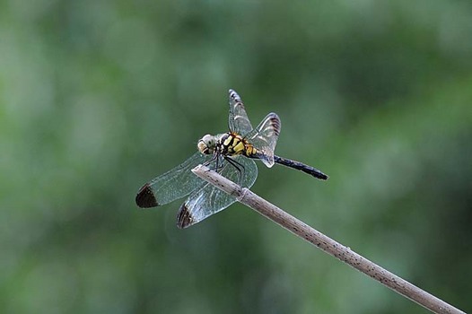 zaki-20150813-noshimetonbo.jpg