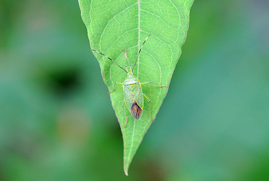 zaki-20150814-kunugikamemushi.jpg