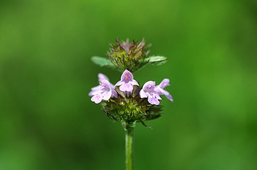 zaki-20150814-kurumabana.jpg
