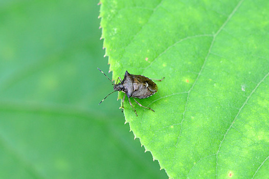 zaki-20150815-togekamemushi.jpg