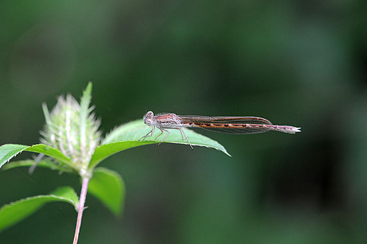 zaki-20150816-otsunentonbo.jpg