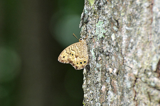 zaki-20150816-satokimadarahikage.jpg