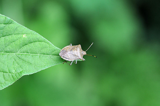 zaki-20150816-yotsuboshikamemushi.jpg
