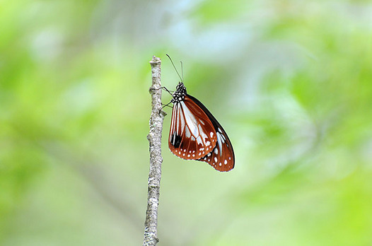 zaki-20150818-asagimadara.jpg