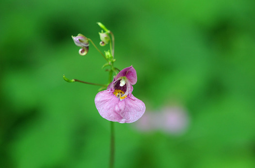 zaki-20150818-tsurifuneso.jpg