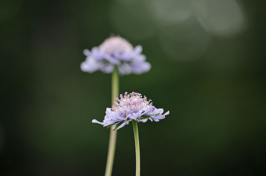 zaki-20150820-matsumushiso.jpg