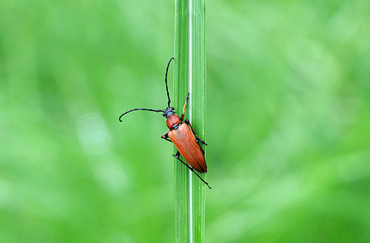 zaki-20150821-akahanakamikiri.jpg