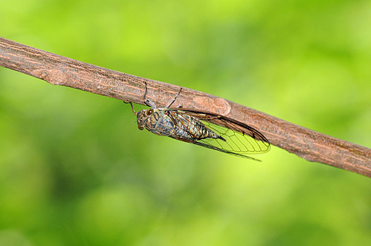 zaki-20150823-tsukutsukuboshi.jpg