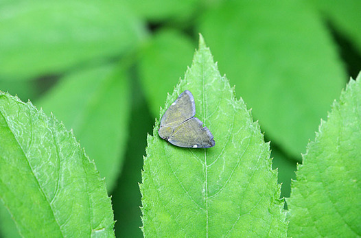 zaki-20150825-amigasahagoromo.jpg