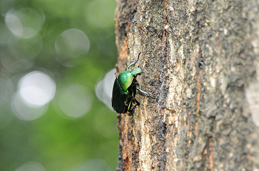 zaki-20150825-kanabun.jpg
