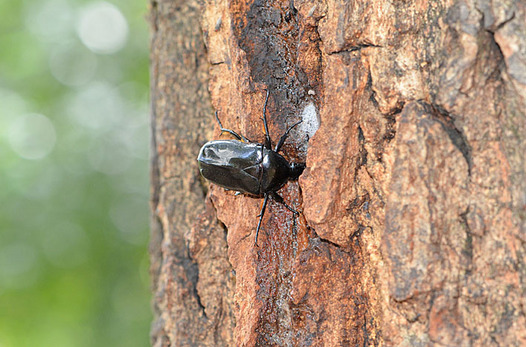 zaki-20150827-kurokanabun.jpg