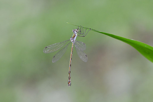 zaki-20150831-ooaoitotonbo.jpg