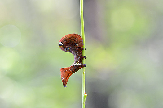 zaki-20150904-akebikonoha-yochyu.jpg