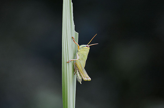 zaki-20150904-tsuchiinago-yochyu.jpg