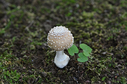 zaki-20150906-tengutake.jpg