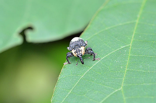 zaki-20150907-ojiroashinagazomushi.jpg