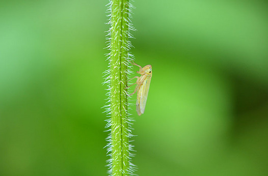 zaki-20150907-ooyokobai.jpg