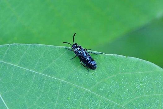 zaki-20150911-rurichyurengi.jpg