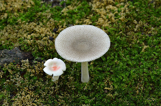 zaki-20150912-himekonakaburitsurutake.jpg