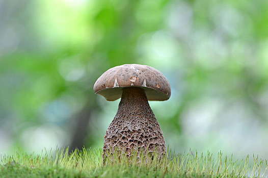 zaki-20150913-yamadoritakemodoki.jpg