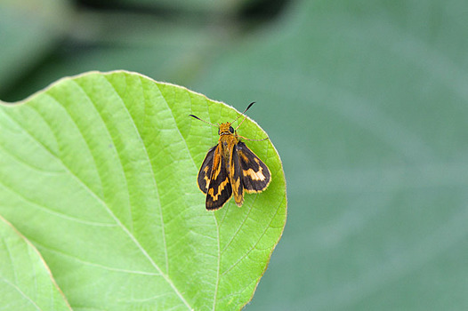 zaki-20150914-kimadaraseseri.jpg