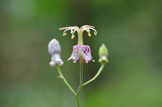 zaki-20150914-yamahototogisu.jpg