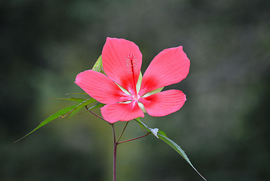 zaki-20150915-momijiaoi.jpg