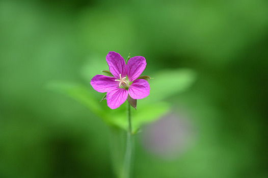 zaki-20150916-gennoshoko.jpg