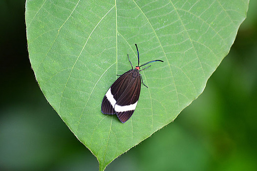 zaki-20150920-hotaruga.jpg