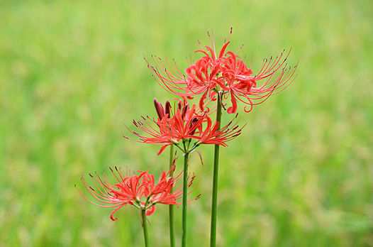 zaki-20150924-higanbana.jpg