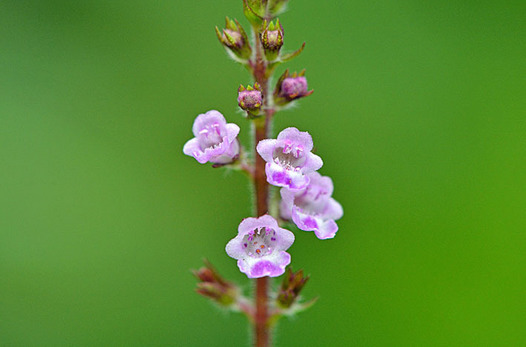 zaki-20150926-himejiso.jpg