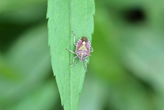 zaki-20150927-buchihigekamemushi.jpg