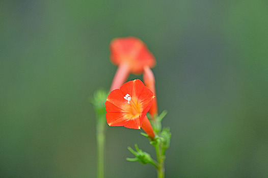 zaki-20150927-marubarukoso.jpg