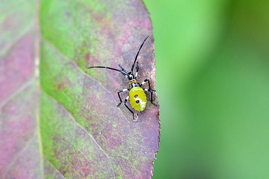 zaki-20150928-kibaraherikamemushi-yochyu.jpg