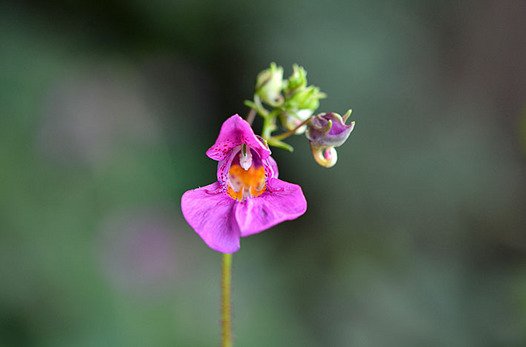 zaki-20150930-tsurifuneso.jpg