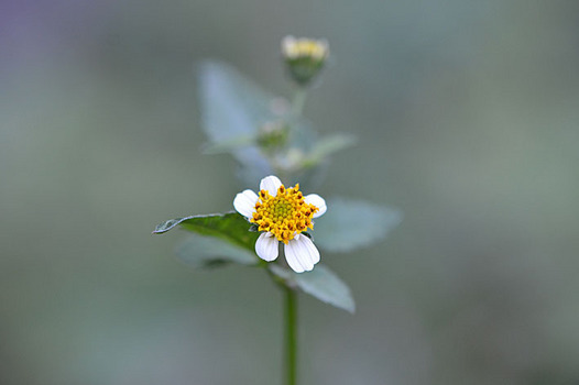 zaki-20151003-koshironosendangusa.jpg